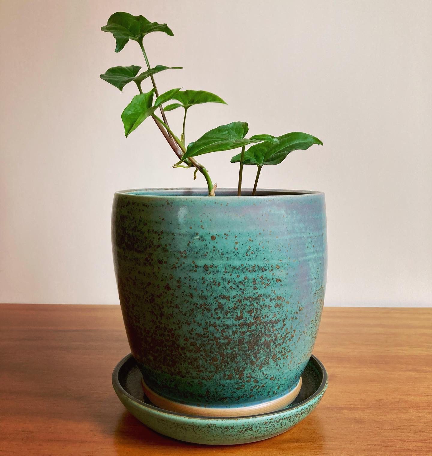 Nick Glynos planter